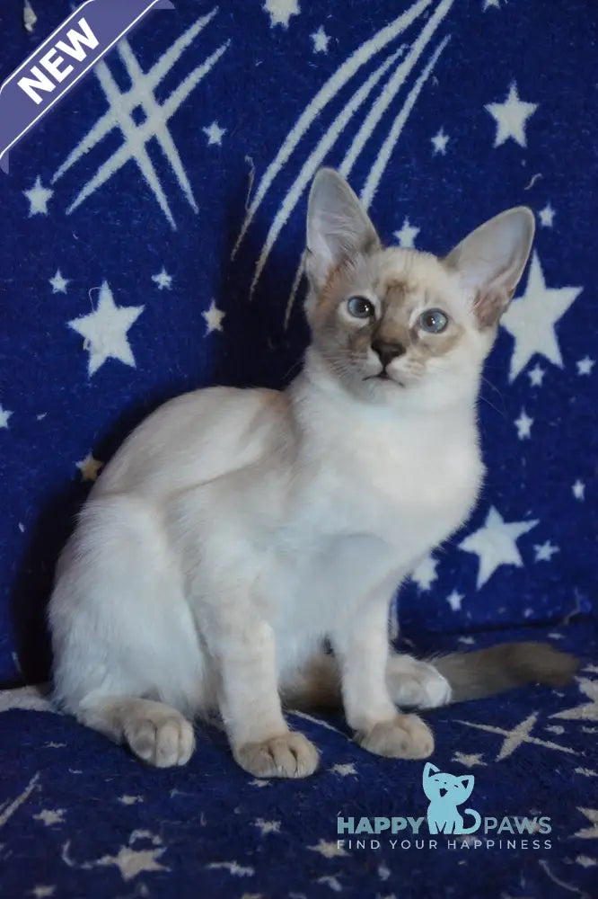 Balto Balinese male blue tabby pointed live animals