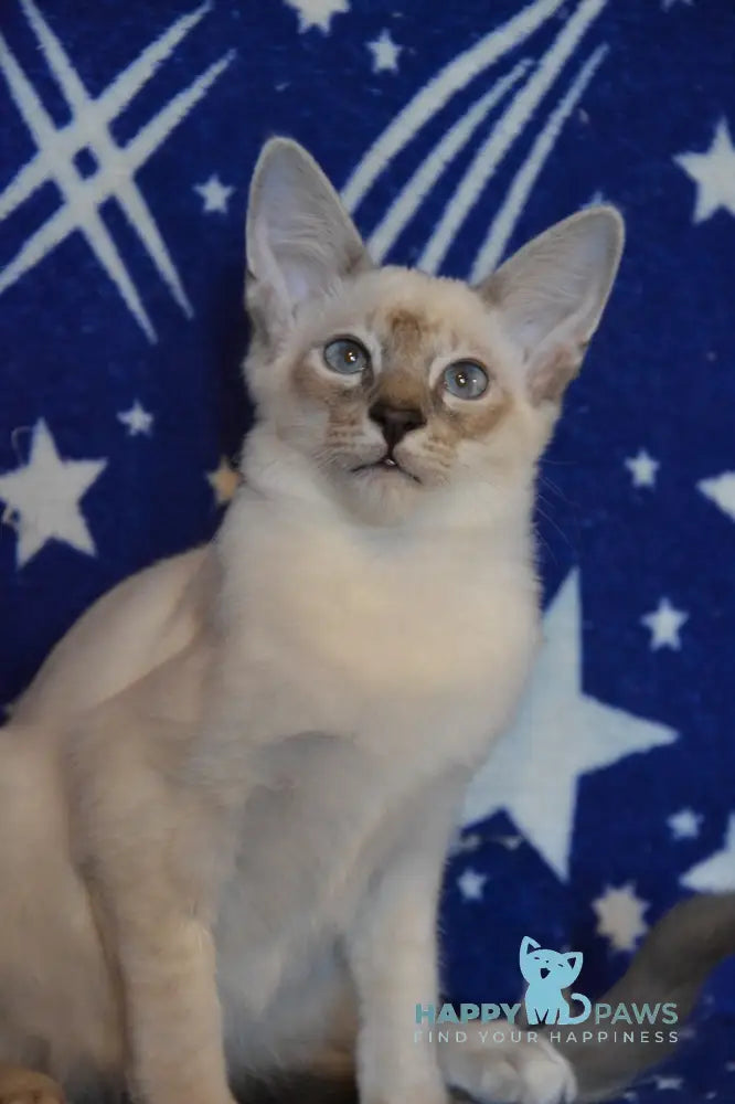 Balto Balinese male blue tabby pointed live animals