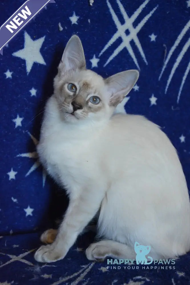Balto Balinese male blue tabby pointed live animals