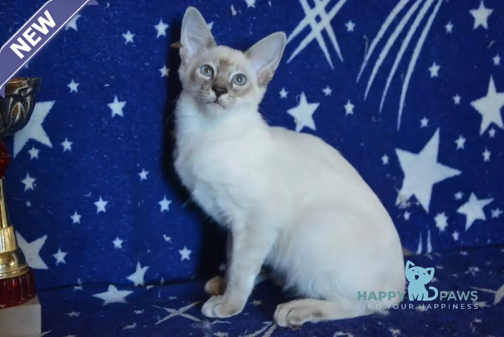 Balto Balinese male blue tabby pointed live animals