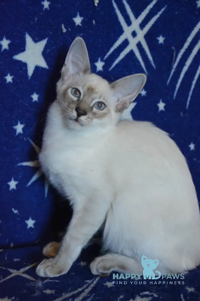 Balto Balinese male blue tabby pointed live animals