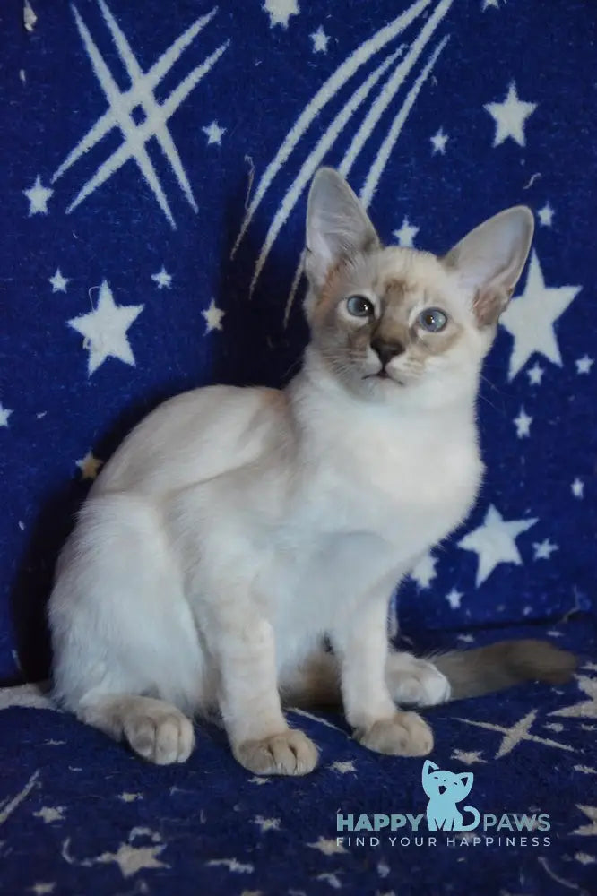 Balto Balinese male blue tabby pointed live animals