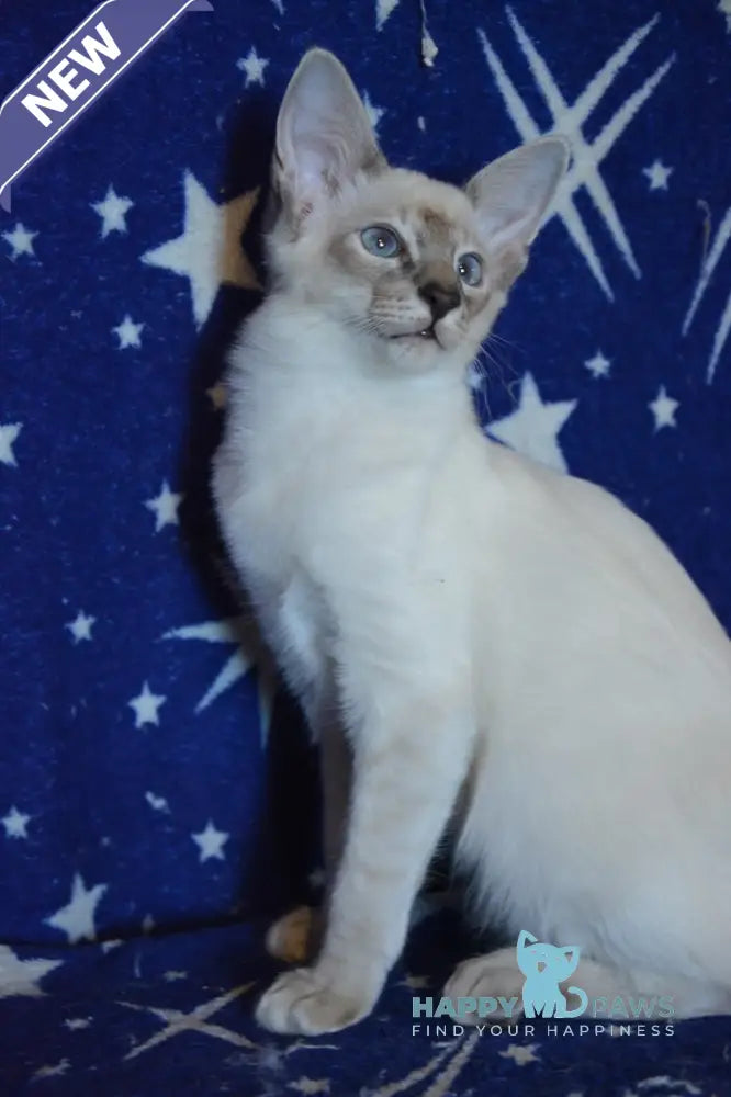 Balto Balinese male blue tabby pointed live animals