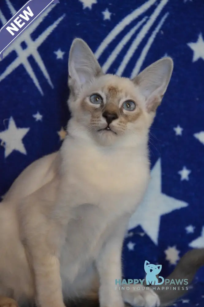 Balto Balinese male blue tabby pointed live animals