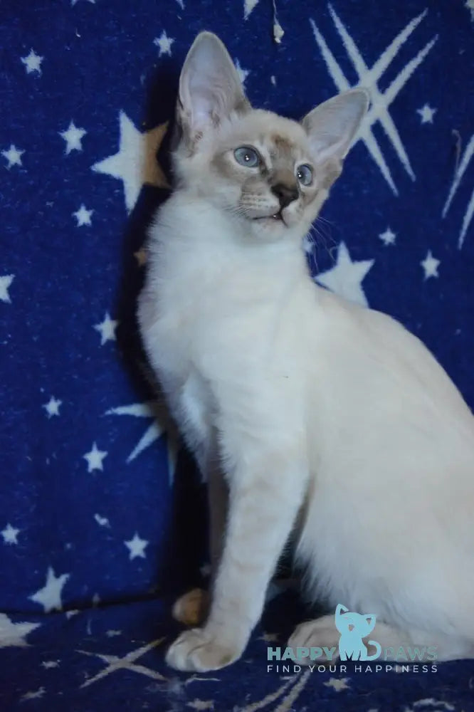 Balto Balinese male blue tabby pointed live animals