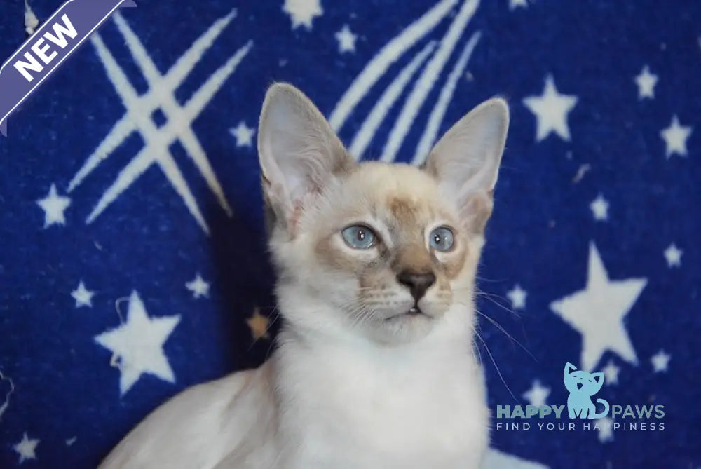 Balto Balinese male blue tabby pointed live animals