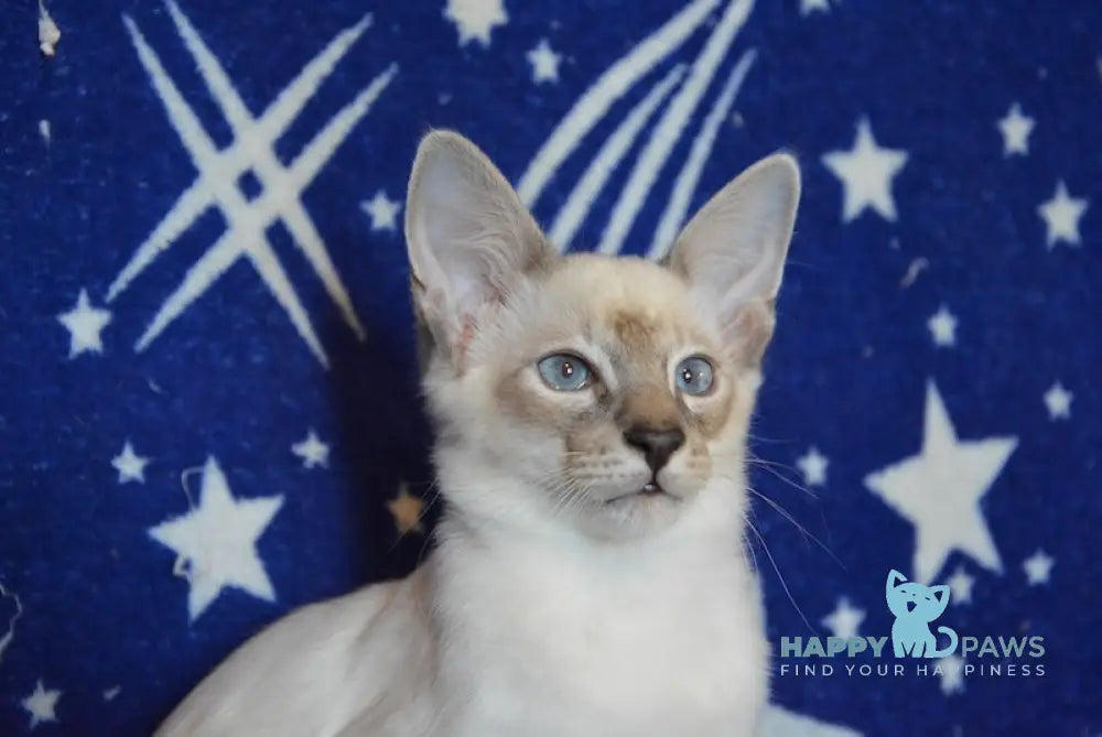 Balto Balinese male blue tabby pointed live animals