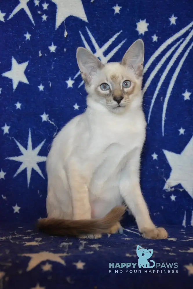 Balto Balinese male blue tabby pointed live animals