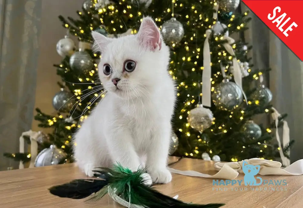 Balto British Shorthair Male Black Silver Chinchilla Pointed Live Animals