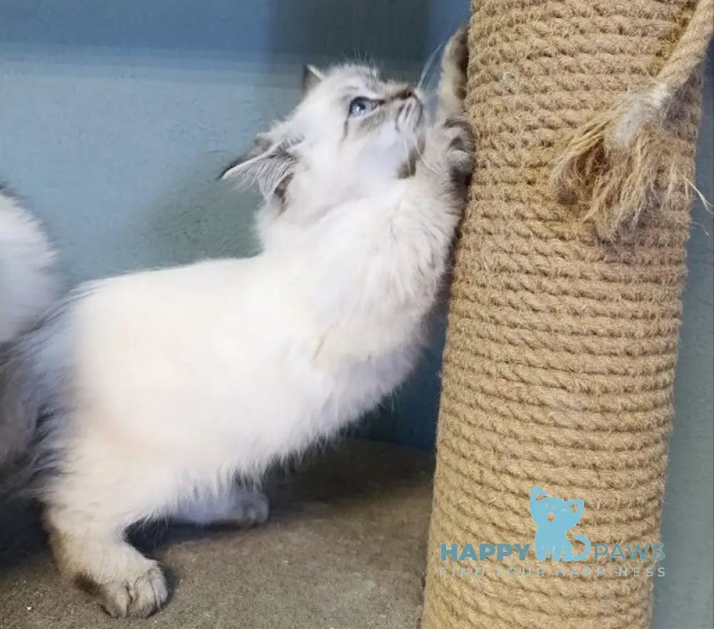 Balto Siberian male blue pointed live animals