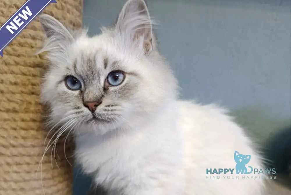 Balto Siberian male blue pointed live animals