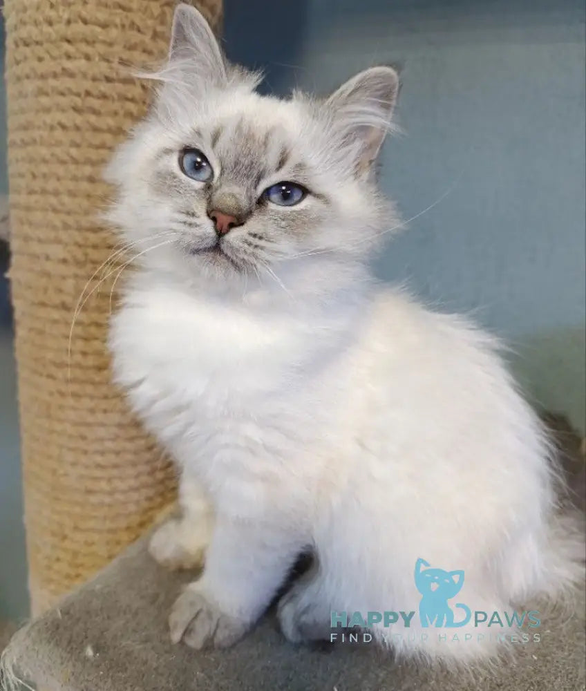 Balto Siberian male blue pointed live animals