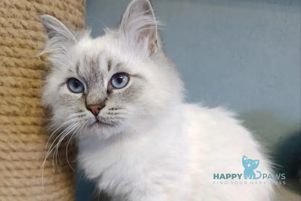 Balto Siberian male blue pointed live animals