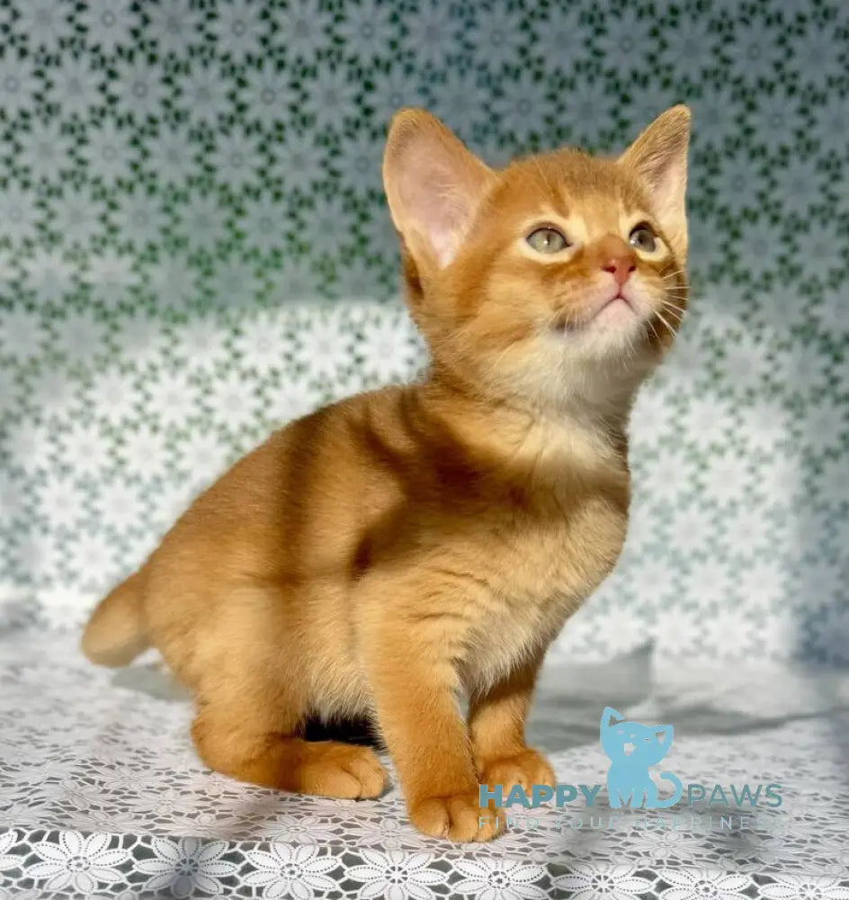 Balu Abyssinian male sorrel - live animals
