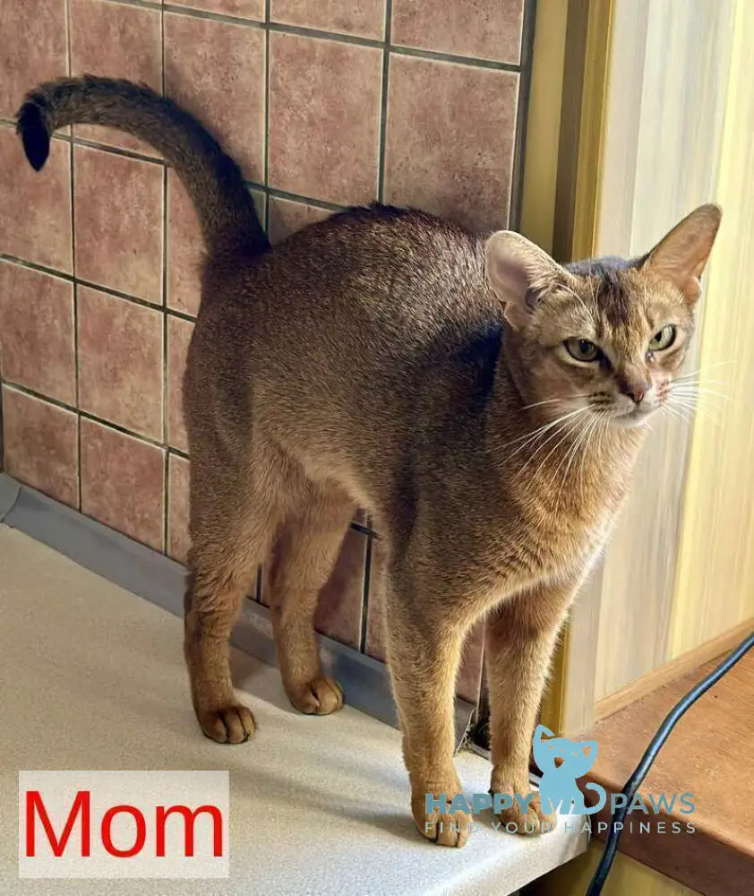 Balu Abyssinian male sorrel - live animals