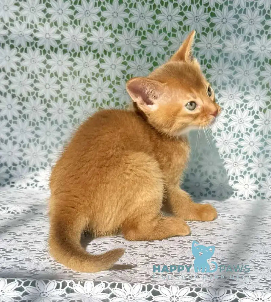 Balu Abyssinian male sorrel - live animals