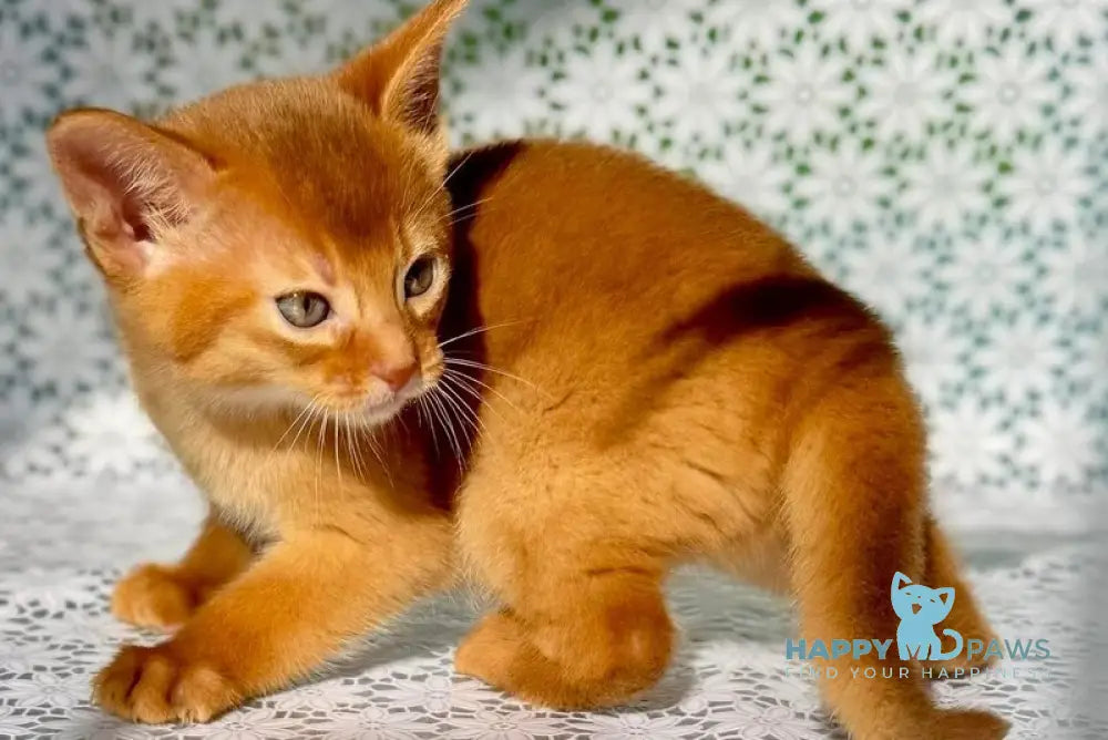 Balu Abyssinian male sorrel - live animals