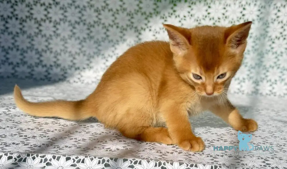 Balu Abyssinian male sorrel - live animals