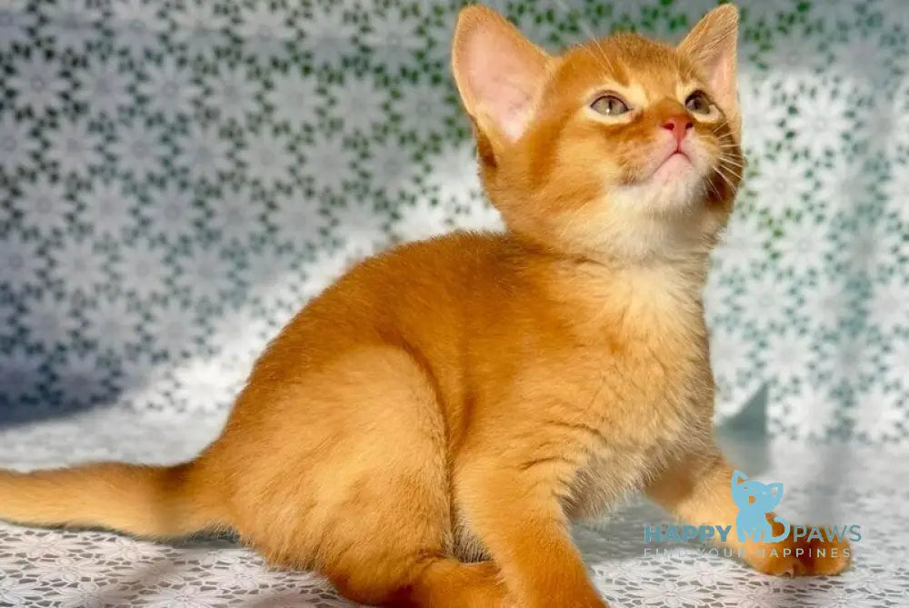 Balu Abyssinian male sorrel - live animals