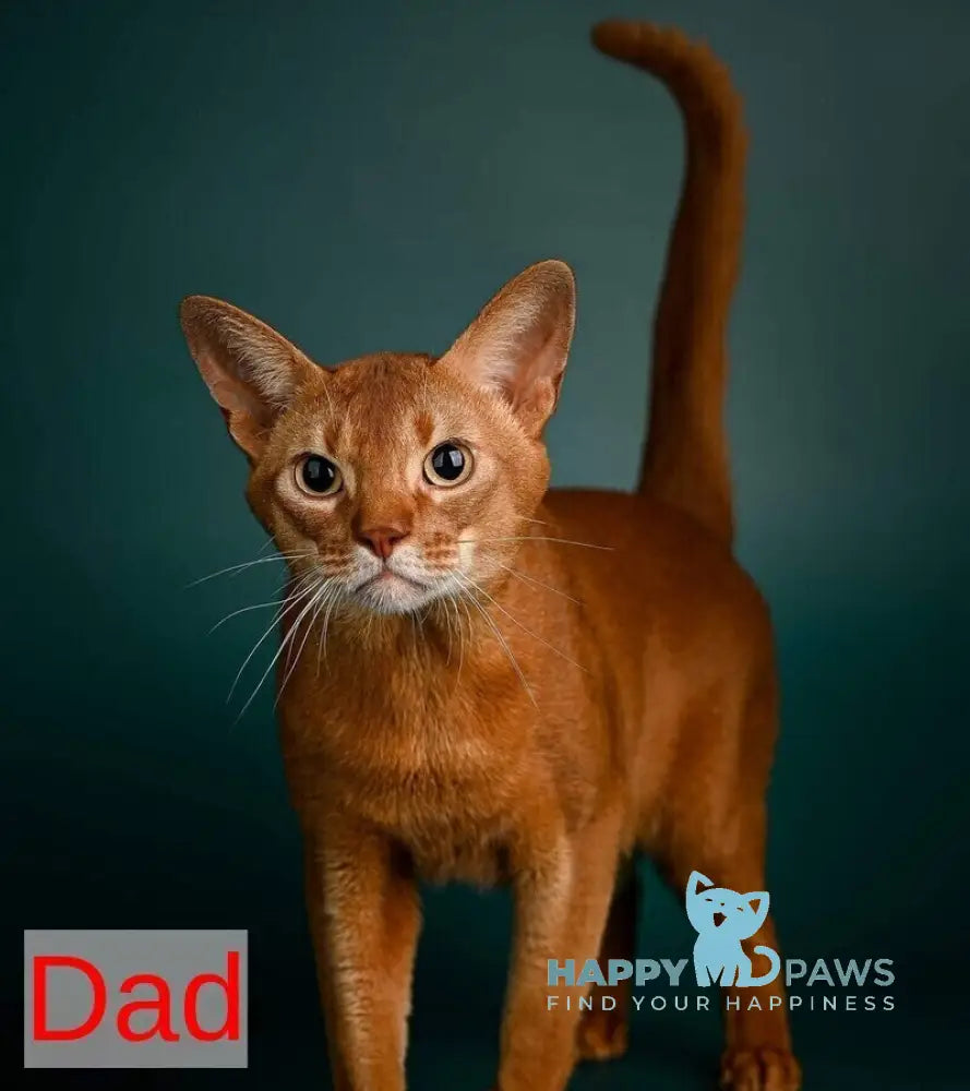 Balu Abyssinian male sorrel - live animals