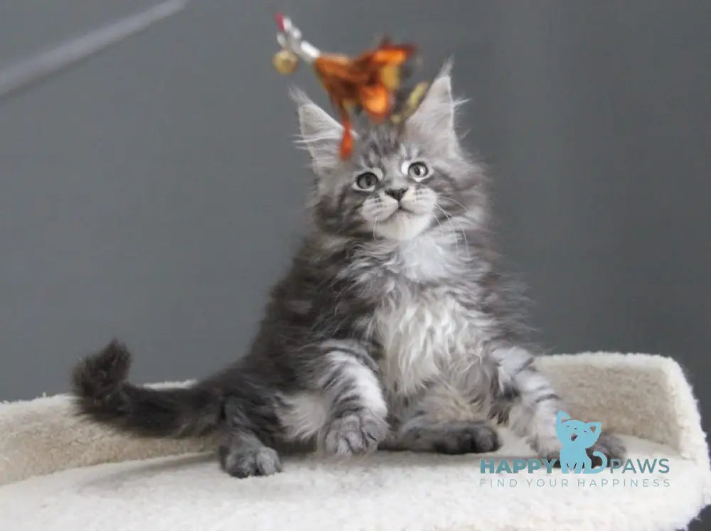 Balu Maine Coon male balck silver tabby live animals