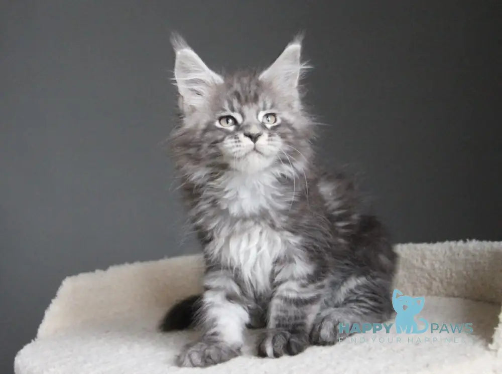Balu Maine Coon male balck silver tabby live animals