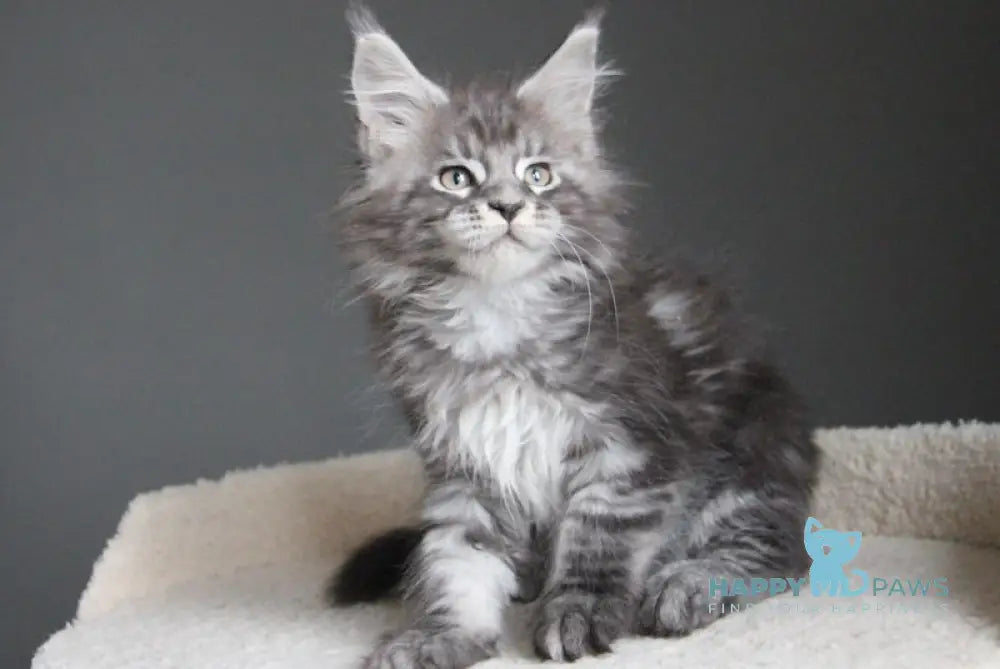 Balu Maine Coon male balck silver tabby live animals