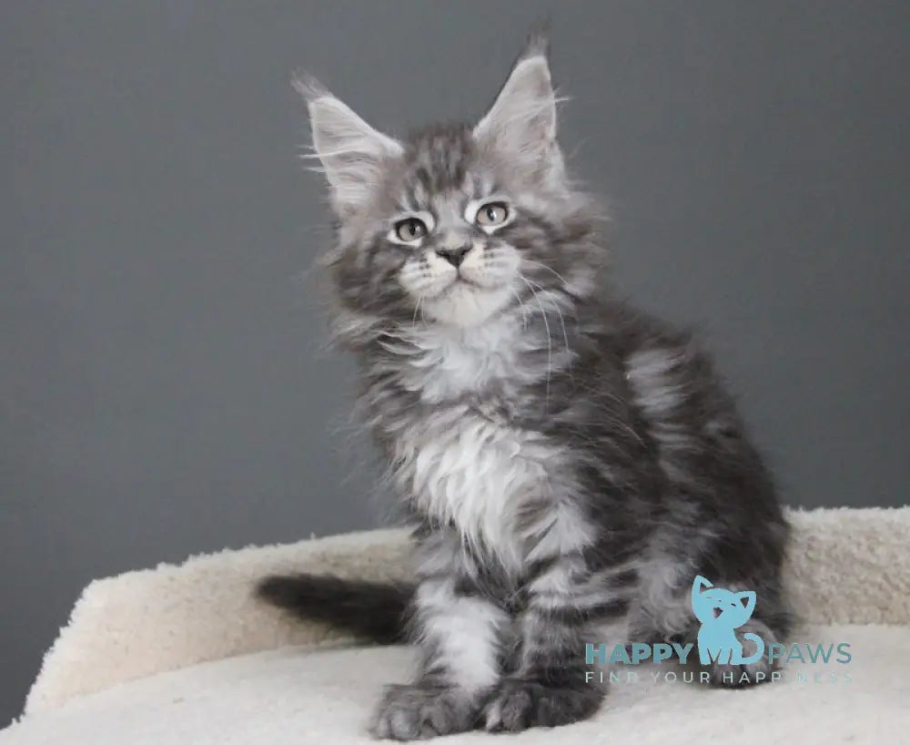 Balu Maine Coon male balck silver tabby live animals