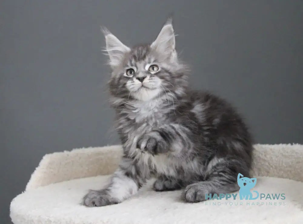Balu Maine Coon male balck silver tabby live animals