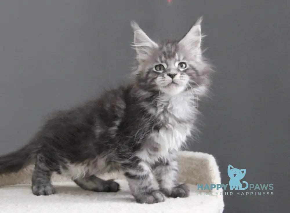 Balu Maine Coon male balck silver tabby live animals