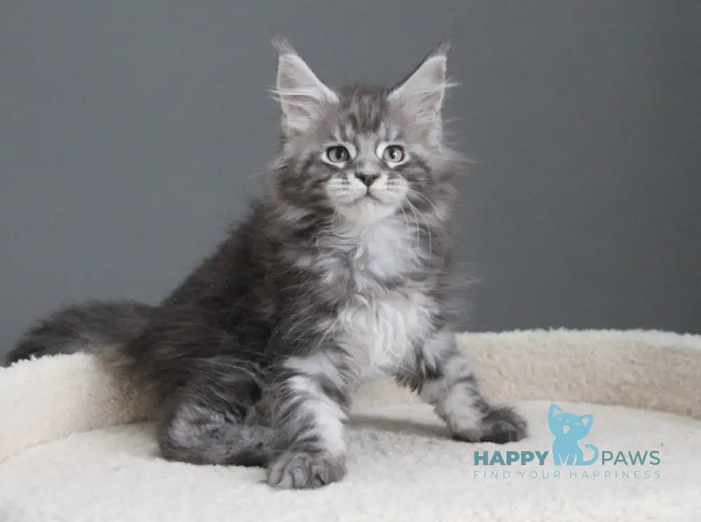 Balu Maine Coon male balck silver tabby live animals