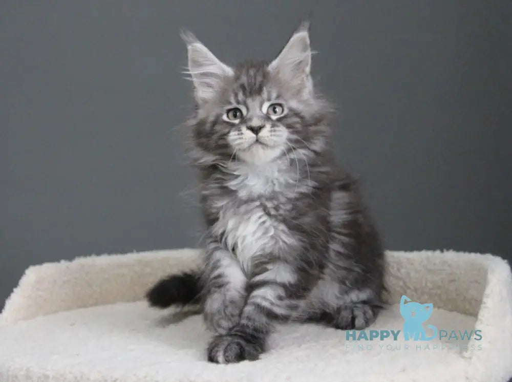 Balu Maine Coon male balck silver tabby live animals