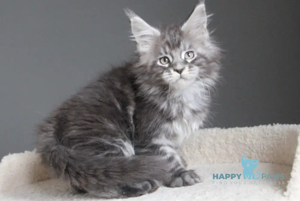 Balu Maine Coon male balck silver tabby live animals