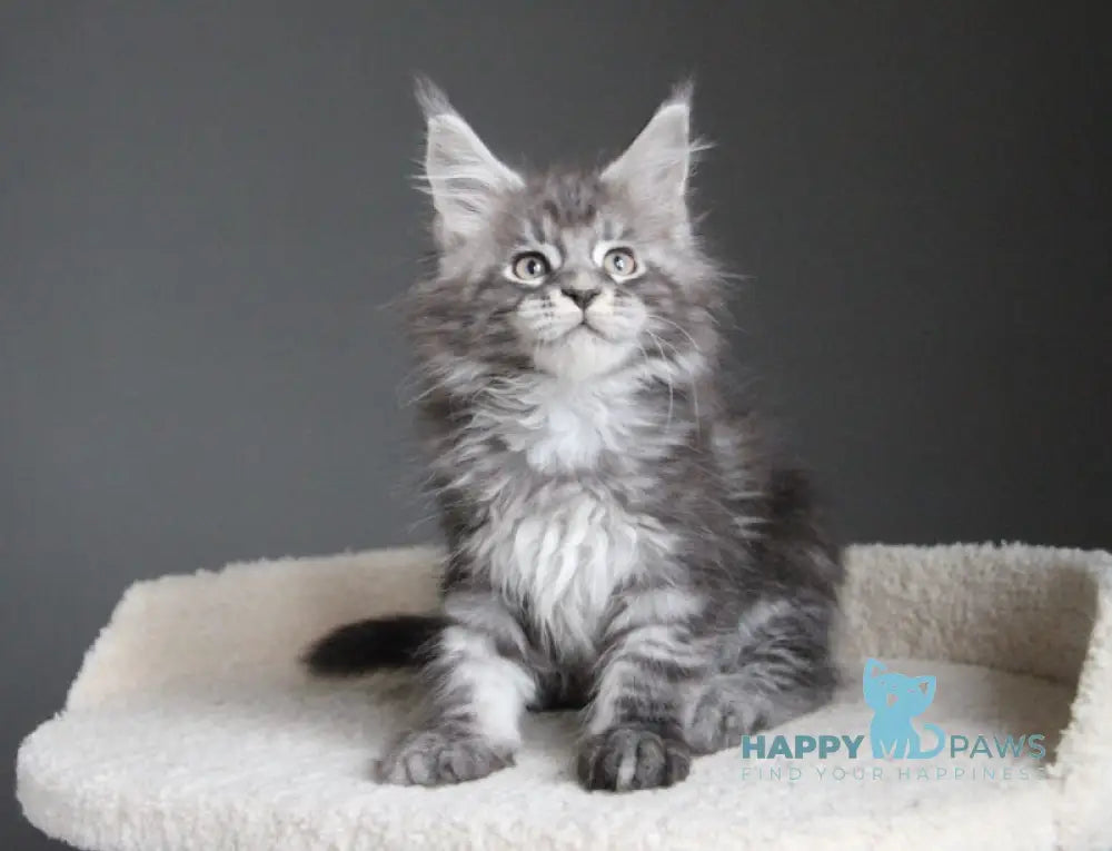 Balu Maine Coon male balck silver tabby live animals