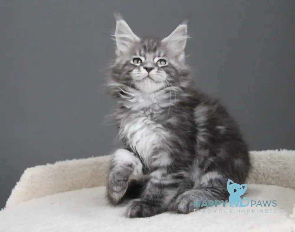 Balu Maine Coon male balck silver tabby live animals