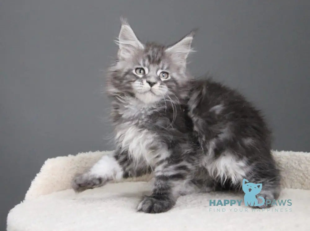 Balu Maine Coon male balck silver tabby live animals