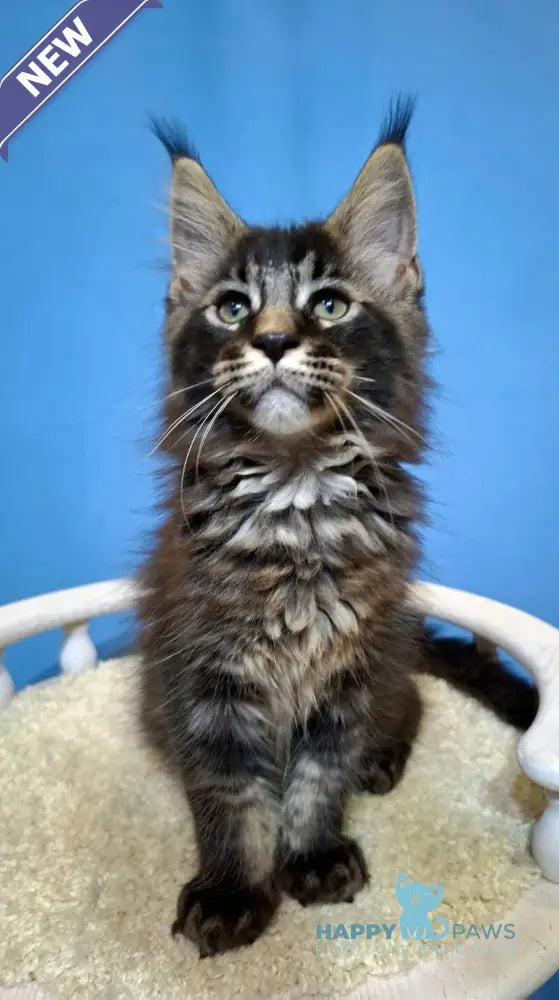 Balu Maine Coon male black ticked tabby live animals