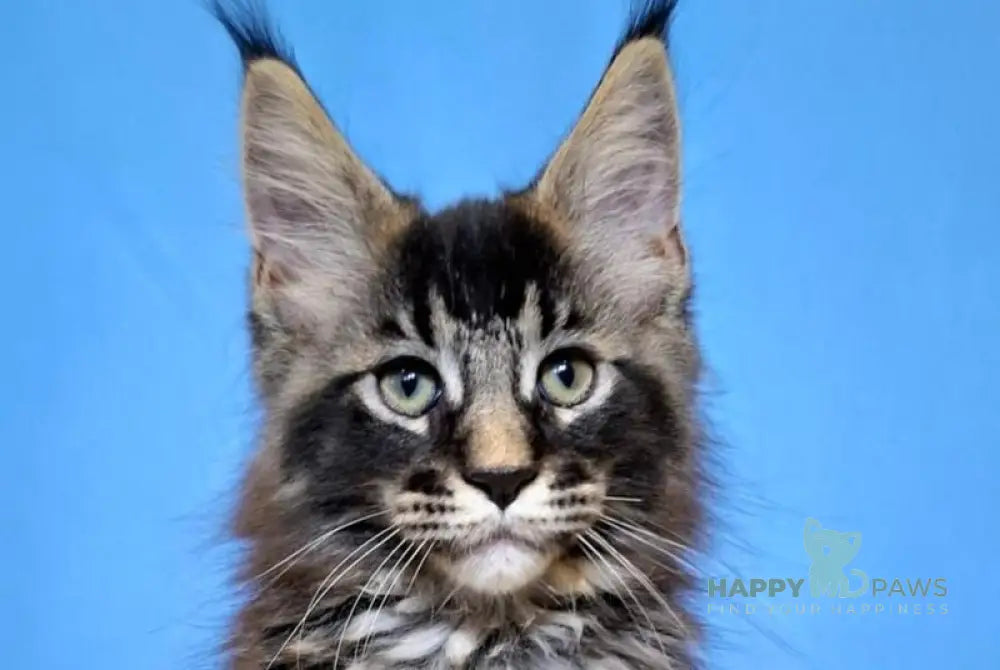 Balu Maine Coon male black ticked tabby live animals