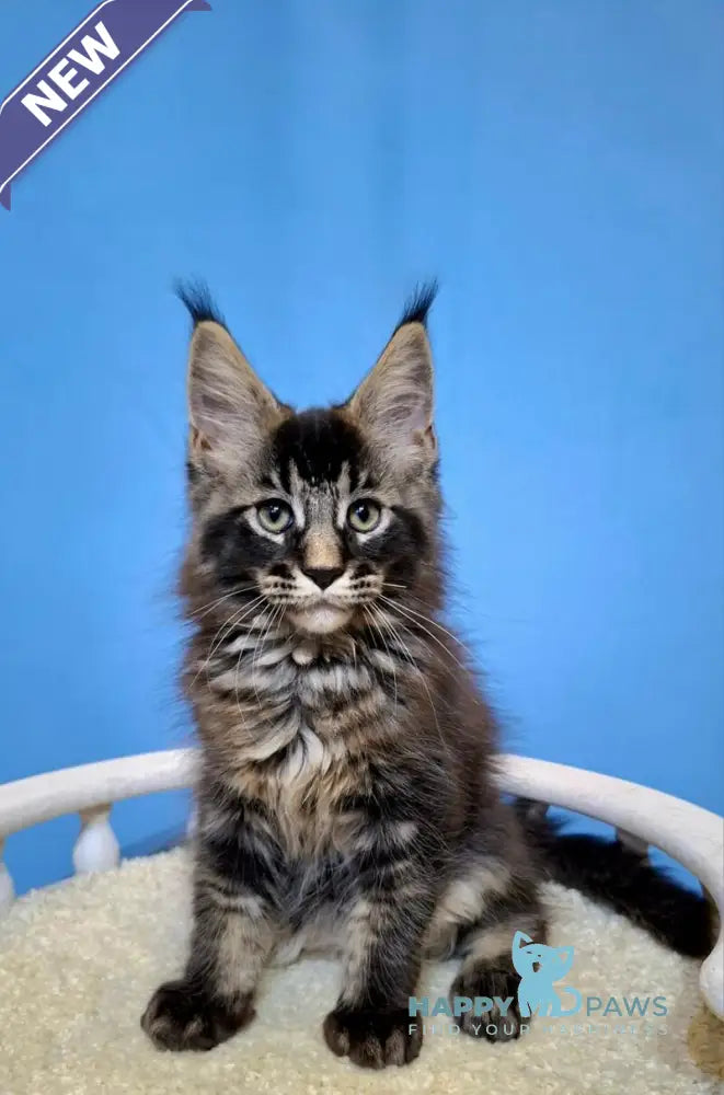 Balu Maine Coon male black ticked tabby live animals