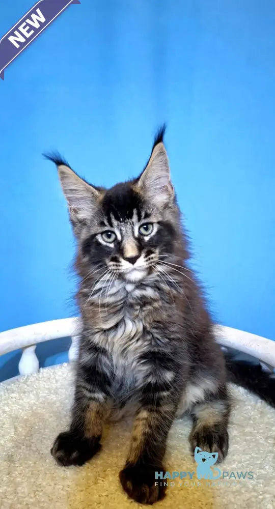 Balu Maine Coon male black ticked tabby live animals