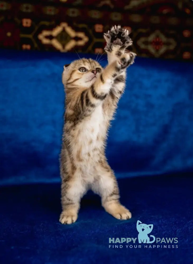 Balu Scottish Fold male black tabby live animals