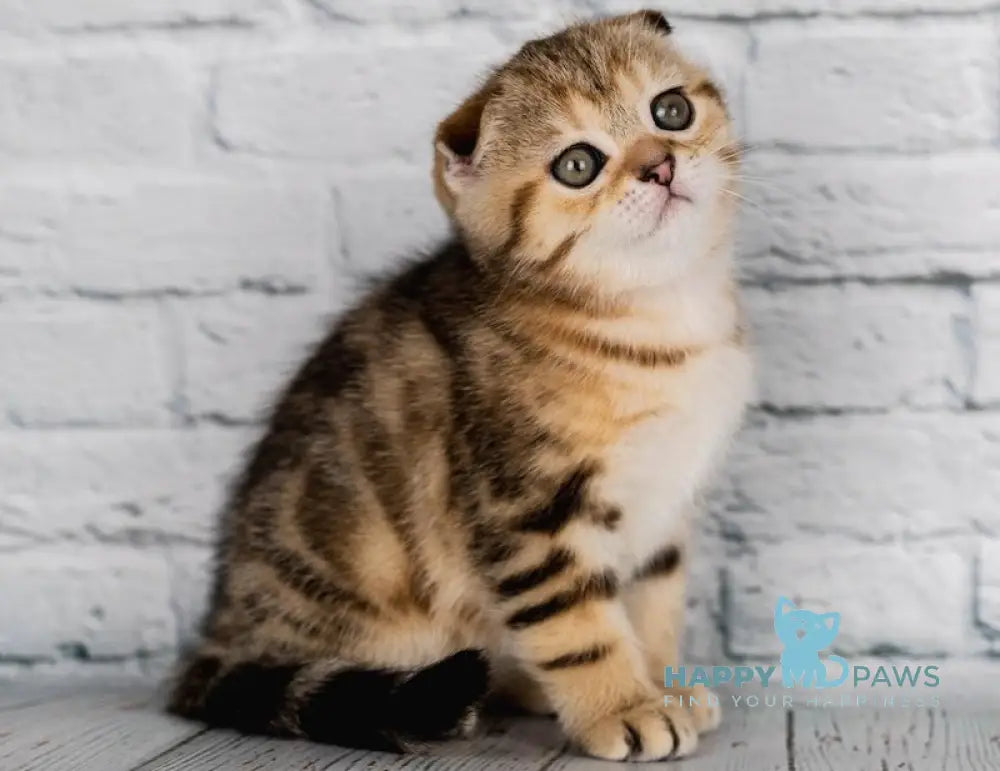 Balu Scottish Fold male black tabby live animals