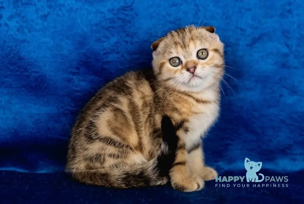 Balu Scottish Fold male black tabby live animals
