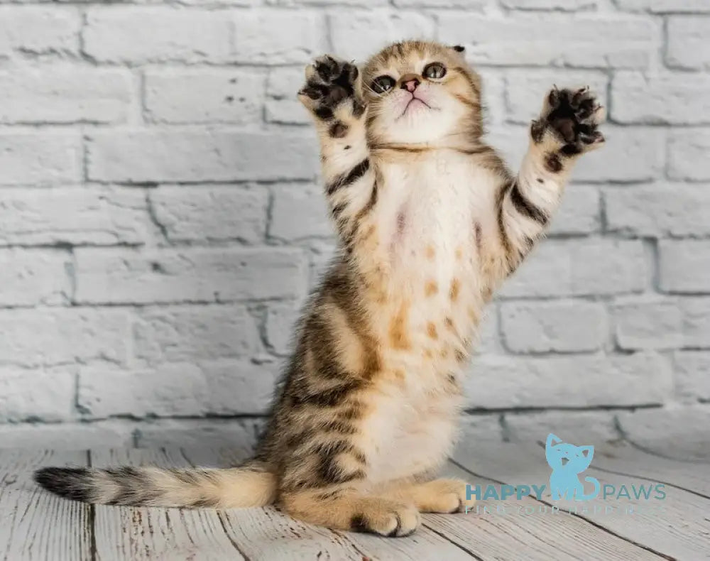 Balu Scottish Fold male black tabby live animals
