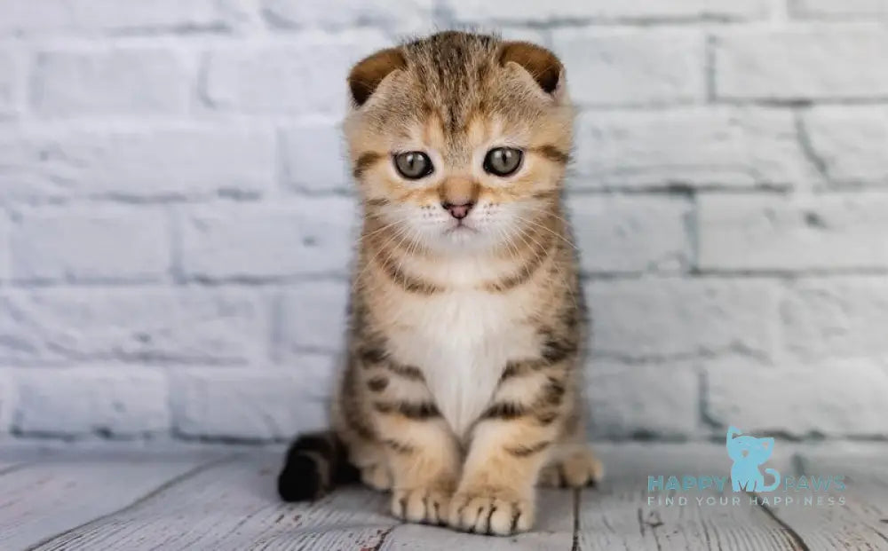 Balu Scottish Fold male black tabby live animals