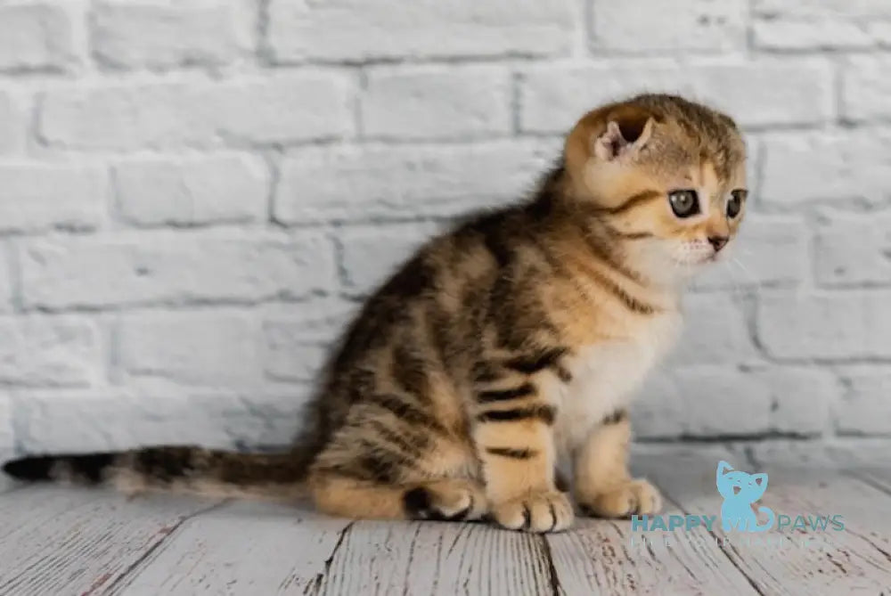 Balu Scottish Fold male black tabby live animals