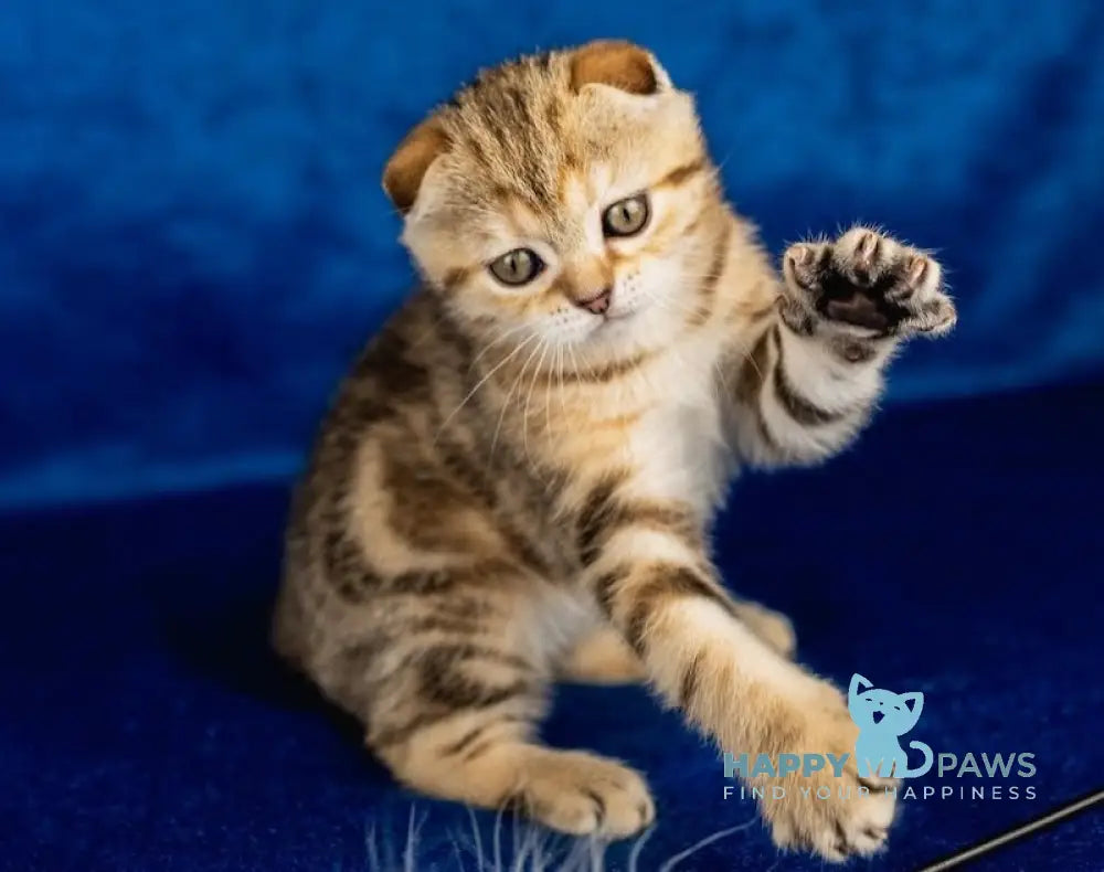 Balu Scottish Fold male black tabby live animals