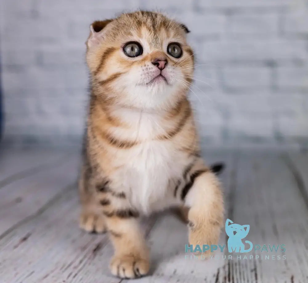 Balu Scottish Fold male black tabby live animals