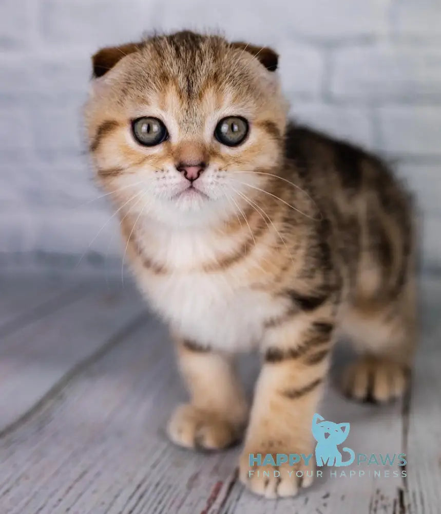 Balu Scottish Fold male black tabby live animals