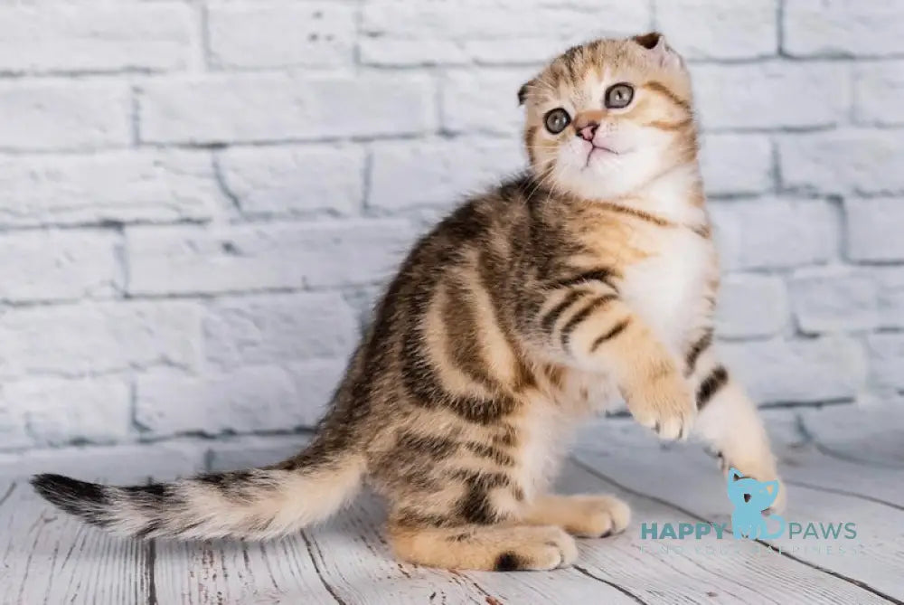 Balu Scottish Fold male black tabby live animals